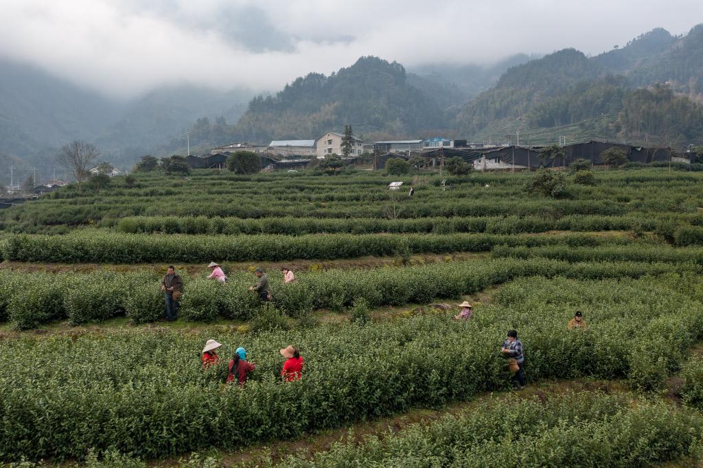 早春時節(jié)采早茶