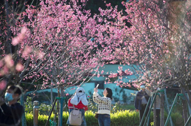 澳門：櫻花綻放