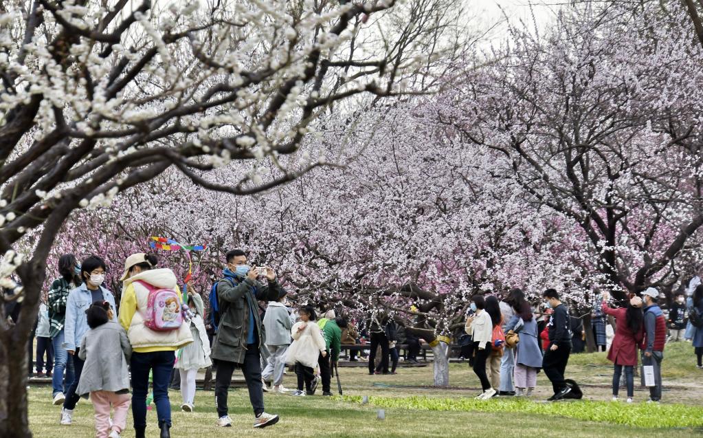 三月桃花映古都