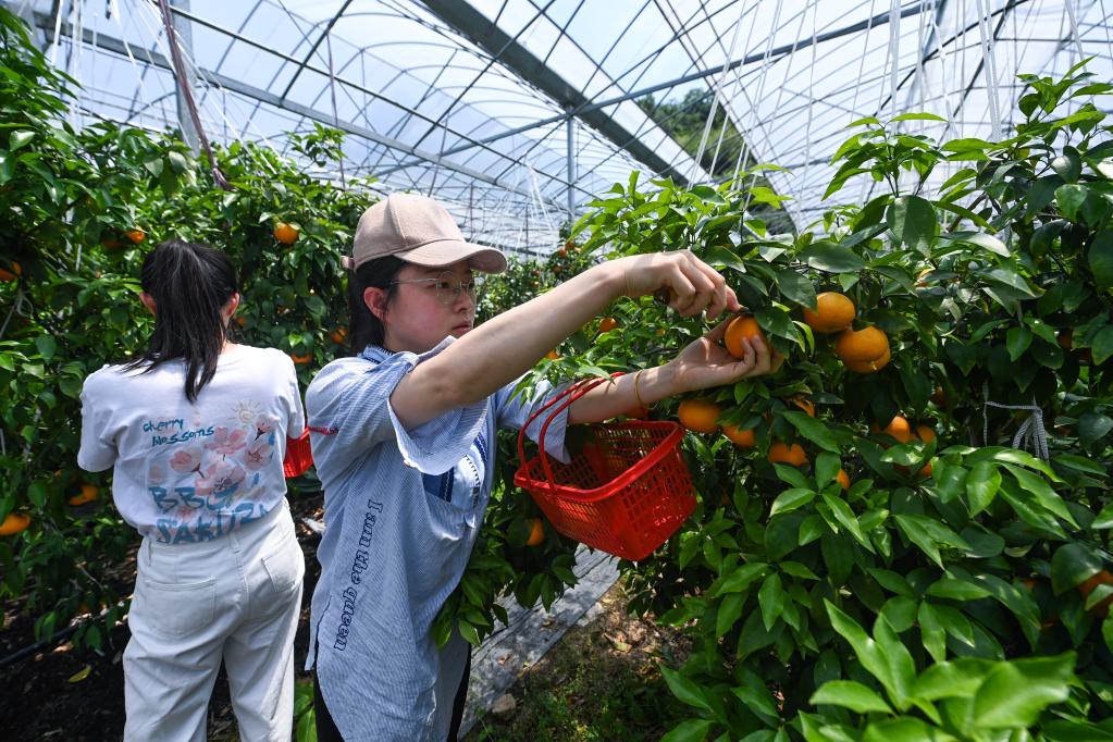 錯(cuò)峰柑橘初夏上市 科技興農(nóng)助力共富