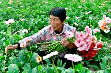 山東定陶：助力鄉(xiāng)村振興的“新花路”